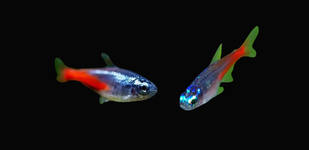 Diamond Head Neon (Pair)