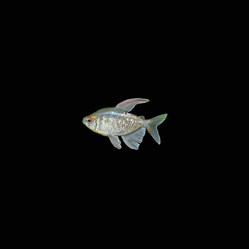 Diamond Tetra