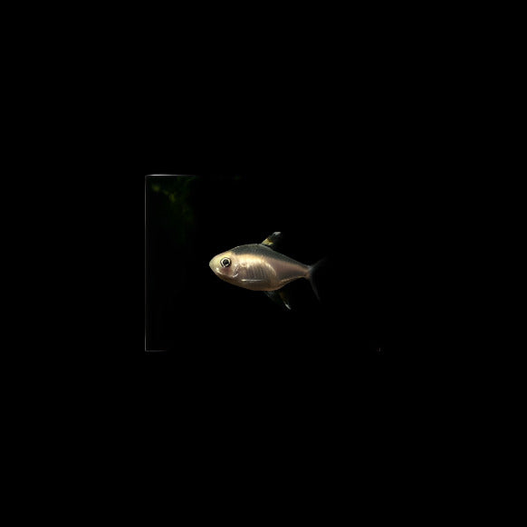 Albino Pristella Tetra Small