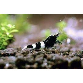 Black King Kong Shrimp