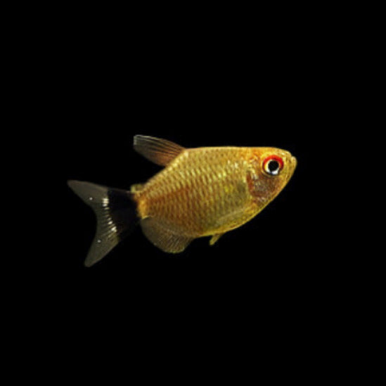 Baloon Red Eye Tetra
