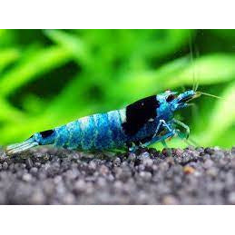 BLUE KING KONG SHRIMP L