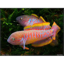 Peacock Gudgeon (Pair)