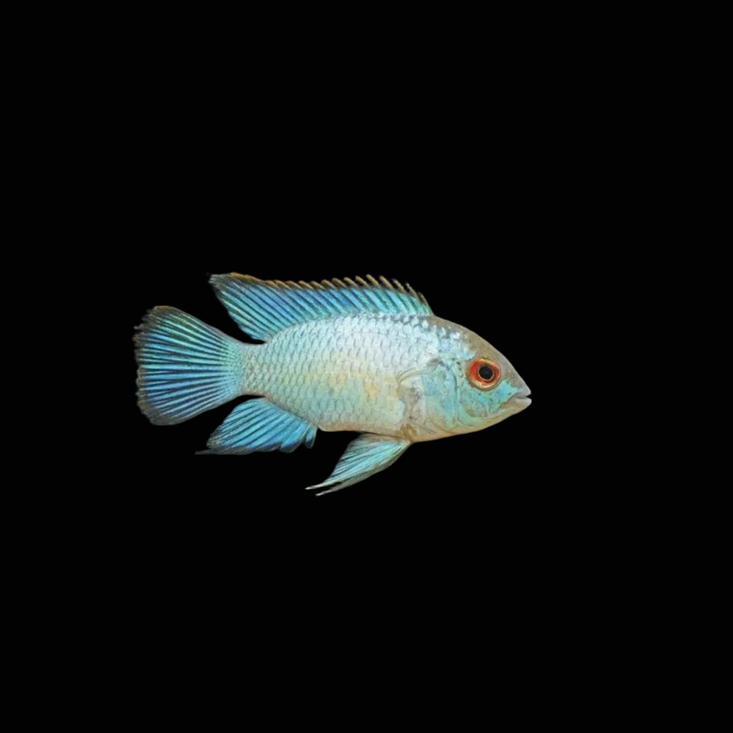 Neon Blue Acara 3"
