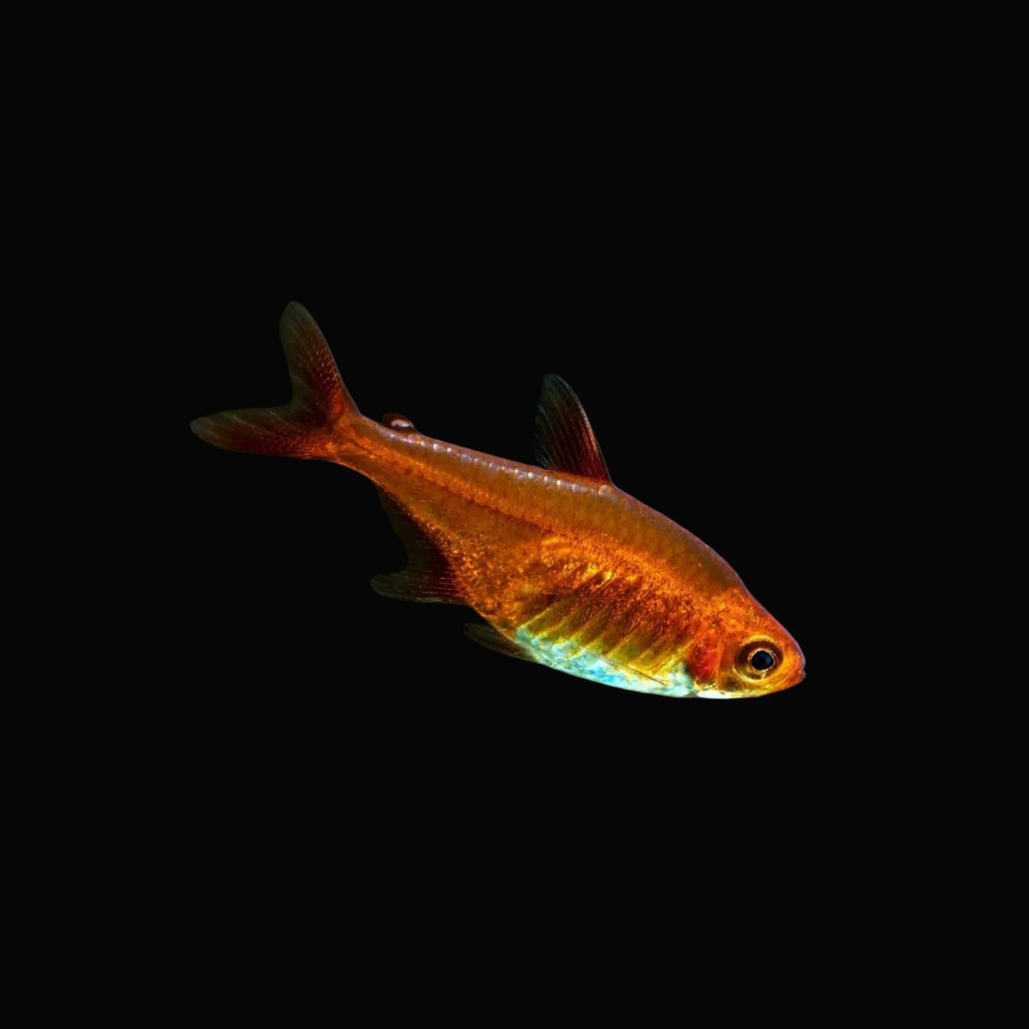 Ember Tetra