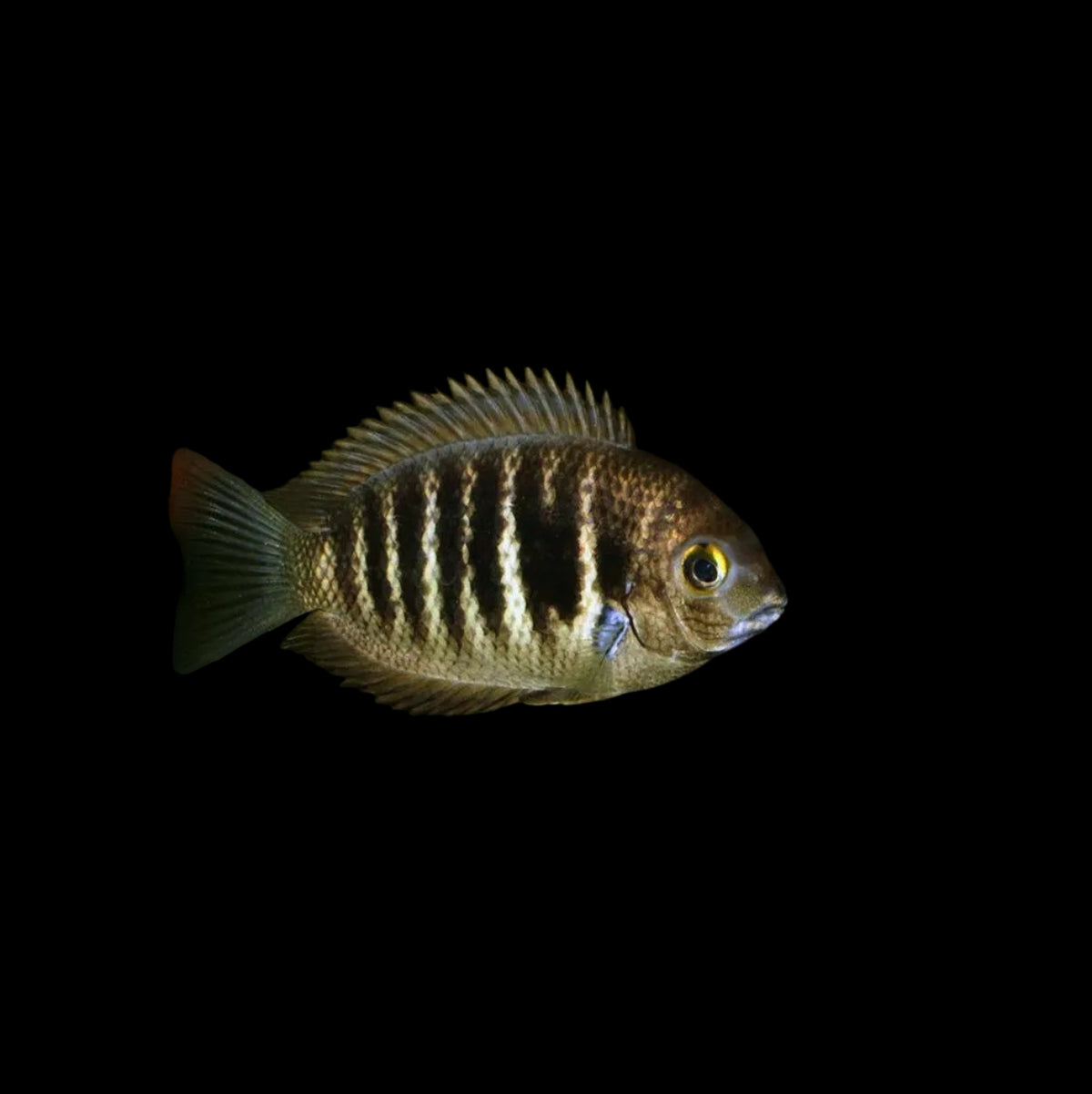 Etroplus canarensis / Roman Numeral Cichlid
