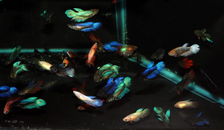 Female Betta 1.25inch (Mix Colour)