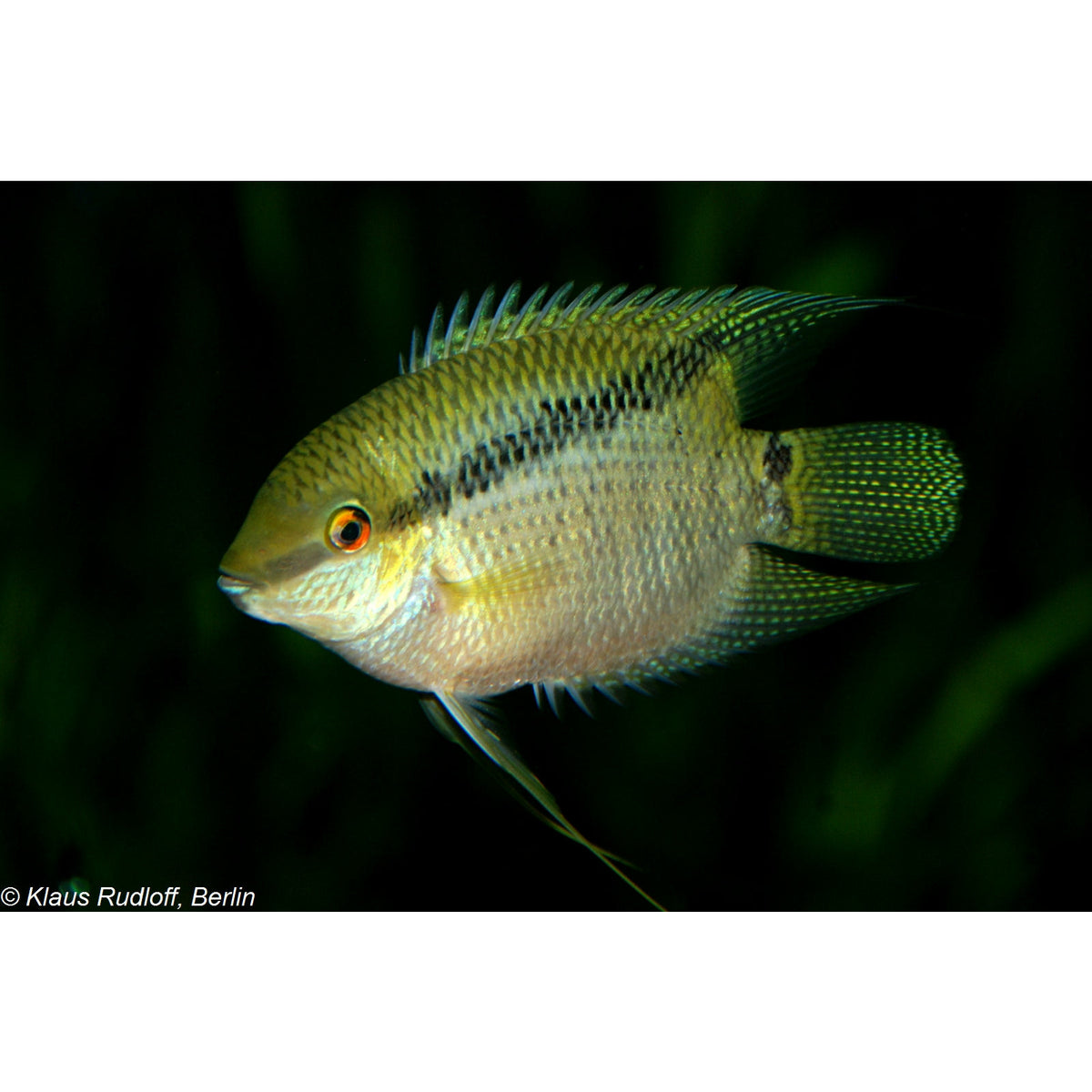 Flag Cichlid 2.25INCH
