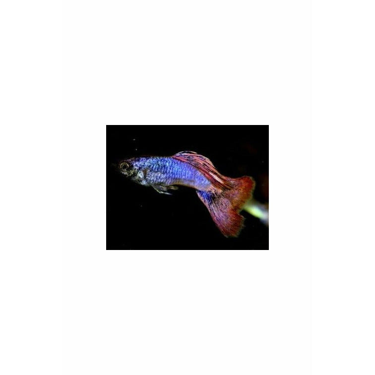 Flamingo Metallic Guppy
