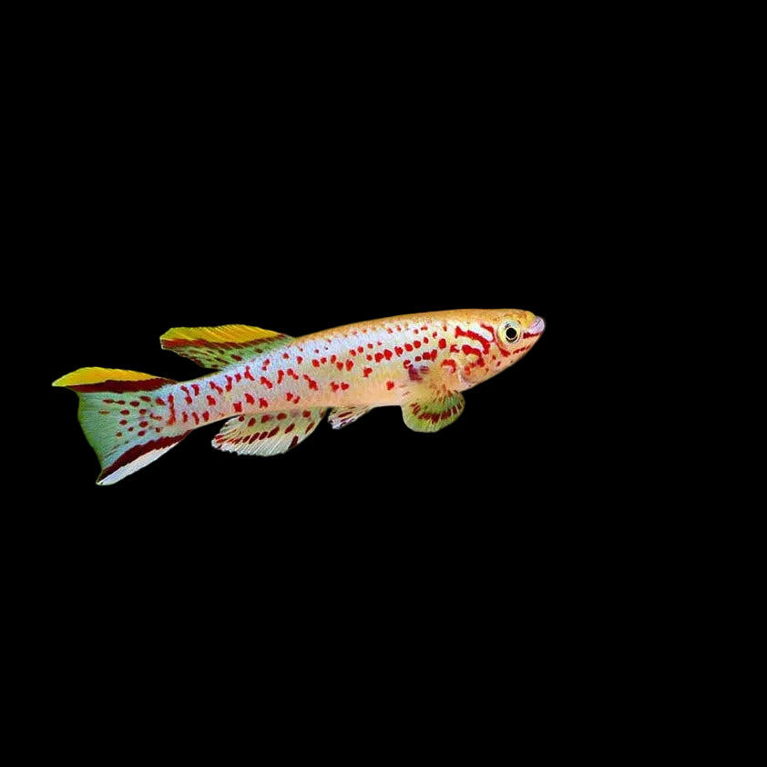 Gardneri killifish Large