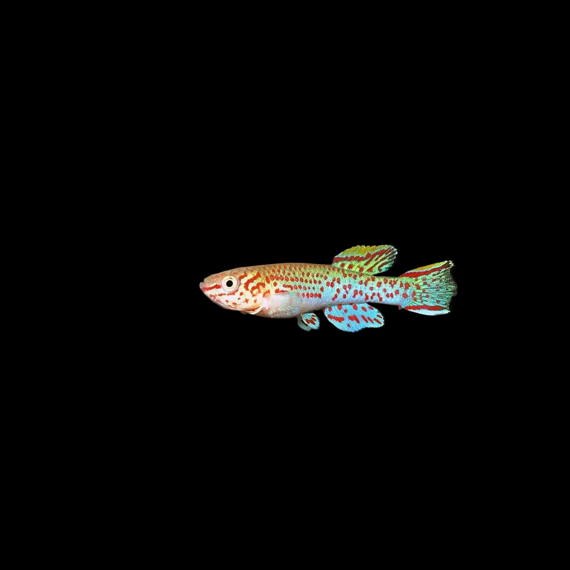 Gardneri killifish Large