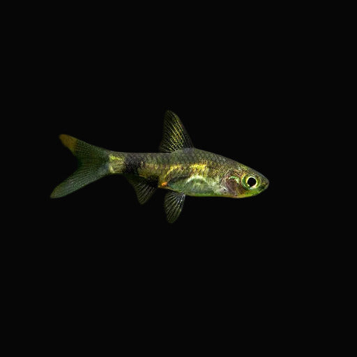 Gelius Barb - Best4Pets