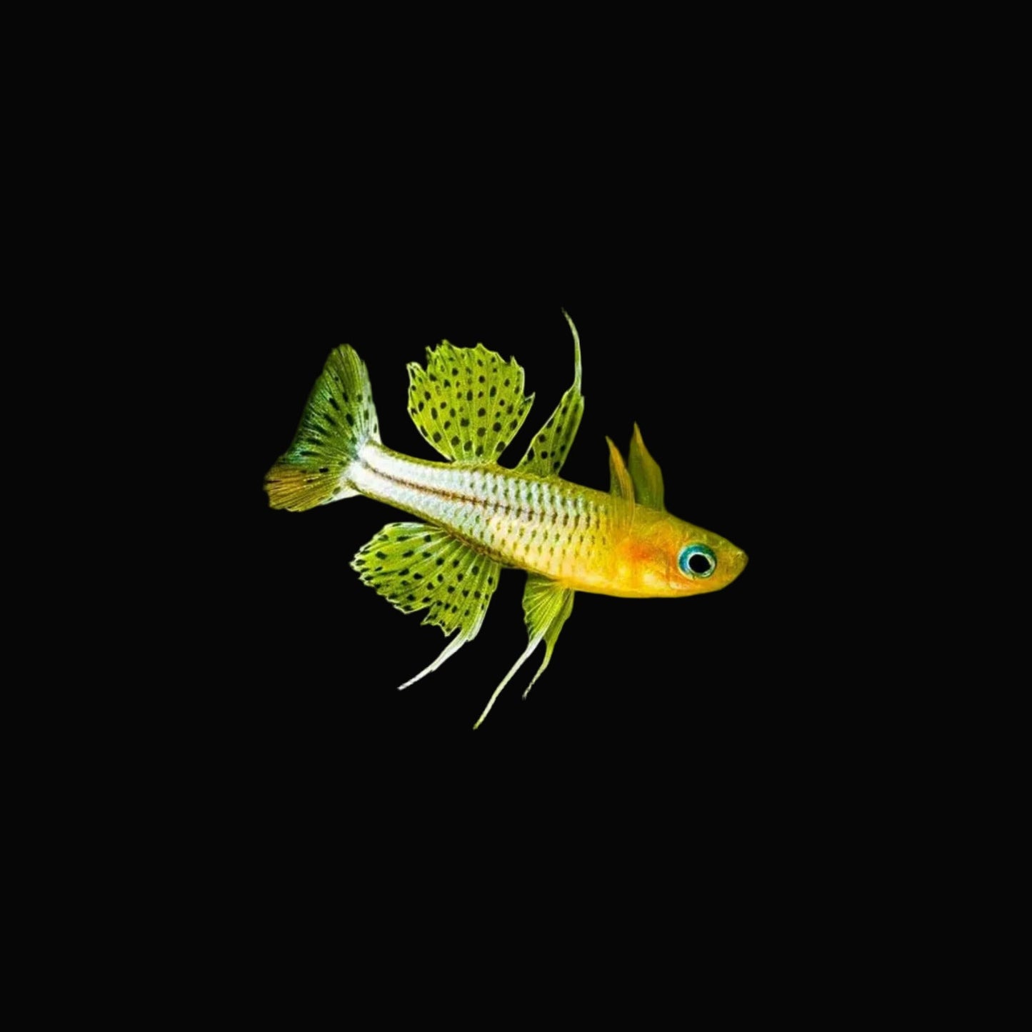 Pseudomugil gertrudae – Spotted Blue-eye