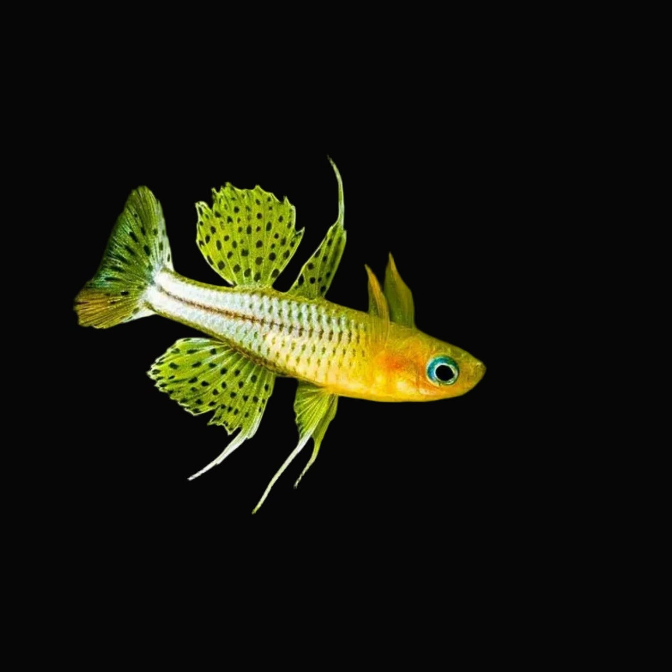 Pseudomugil gertrudae – Spotted Blue-eye