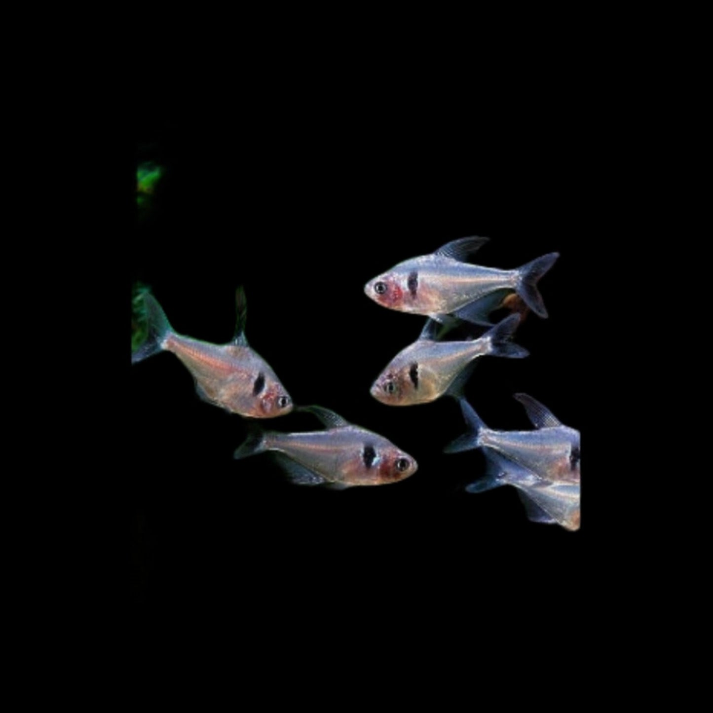 Black Phantom Tetra