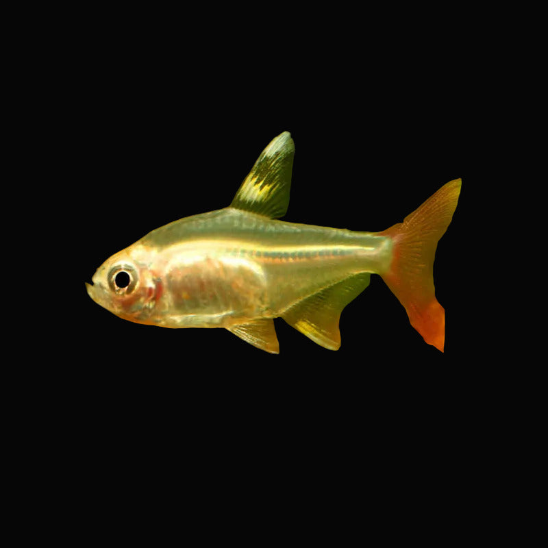 Pristella Tetra (Pair)