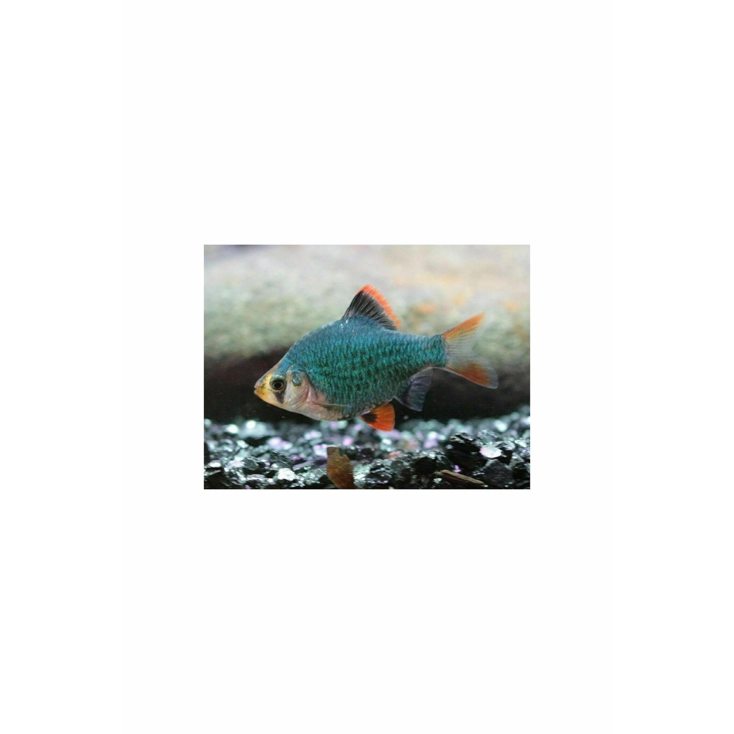 Green Tiger Barb Small
