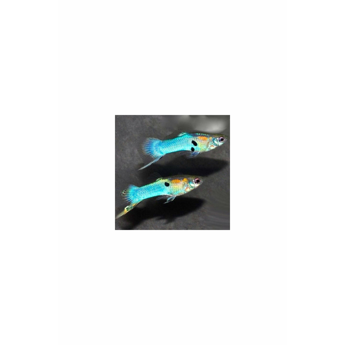 Japan Blue Guppy