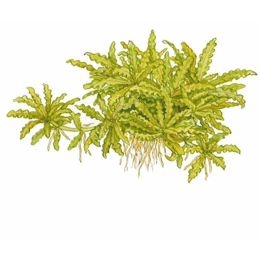 Pogostemon Helferi TC