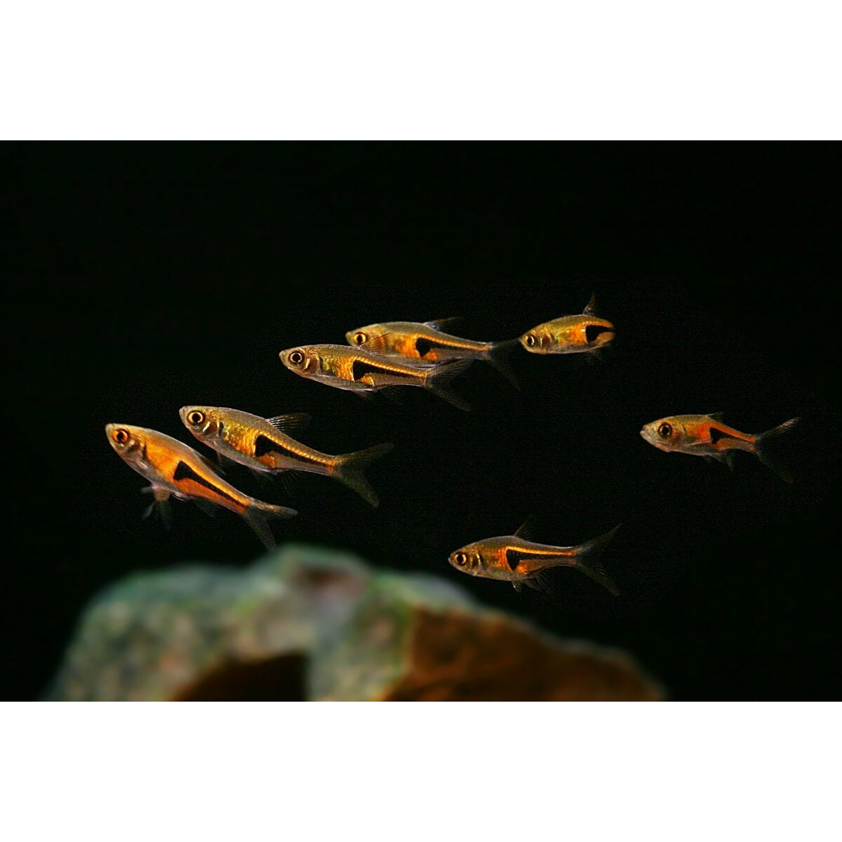 Hengeli Rasbora (Pair)