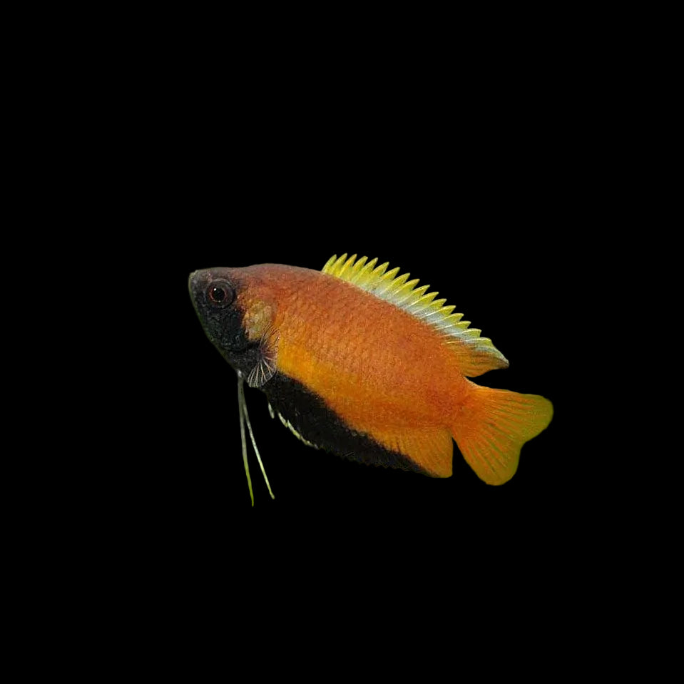 Honey Gourami, Wild, 1.5" (Rare)