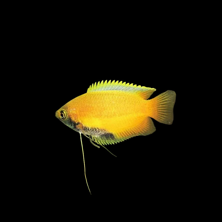 Honey Gourami, Wild, 1.5" (Rare)