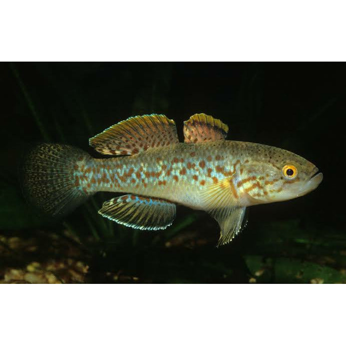 Purple Spotted Goby - Best4Pets