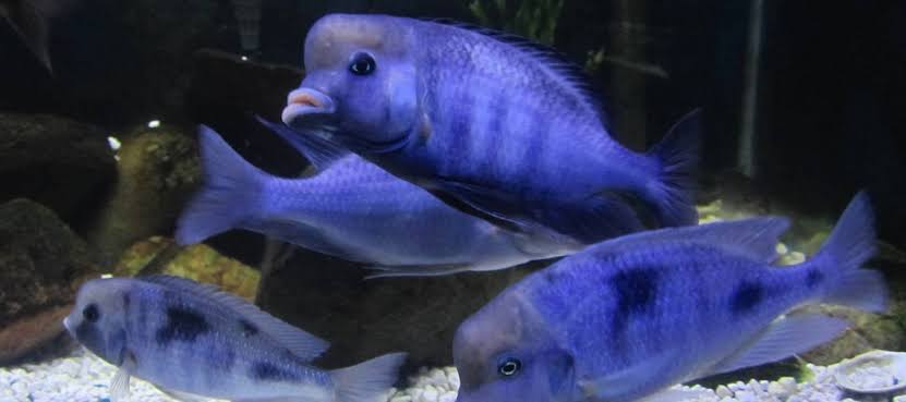 Blue Dolphin 2.5inch