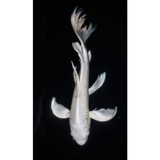 Platinum Ogon / Milky White Koi Carp 5-6inch