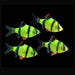Glow Green Tiger Barb (Pair)