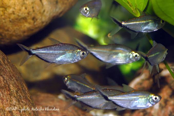 Costae Tetra (Pair)