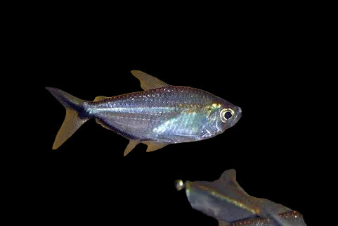Costae Tetra (Pair)