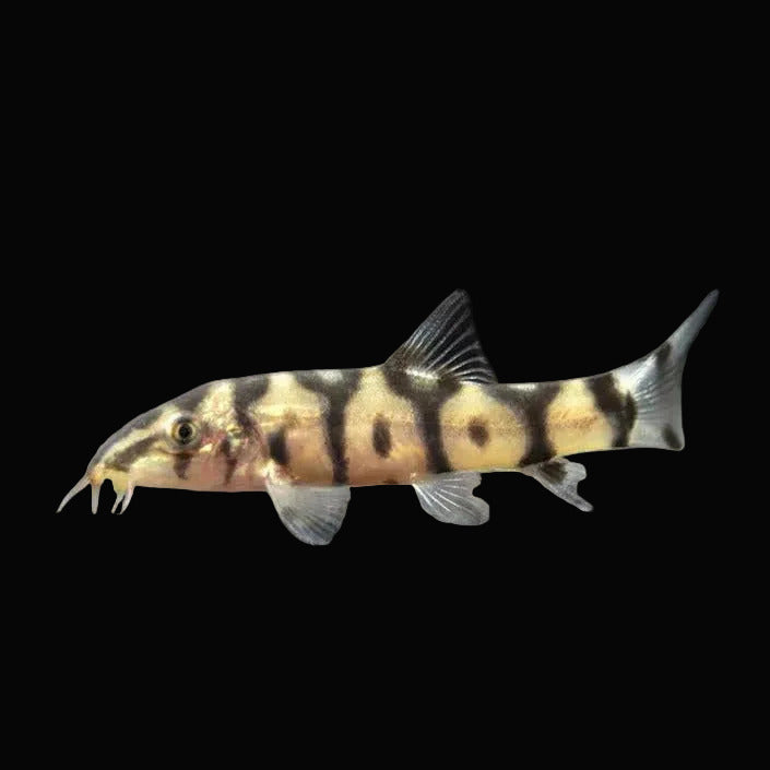 Yoyo Loach (Pair)