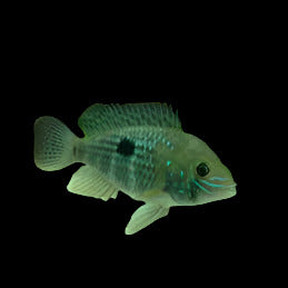 Green terror cichlid 2-2.5" (Pair)