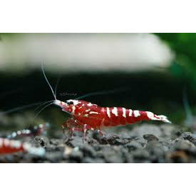 Red Milky Way Shrimp
