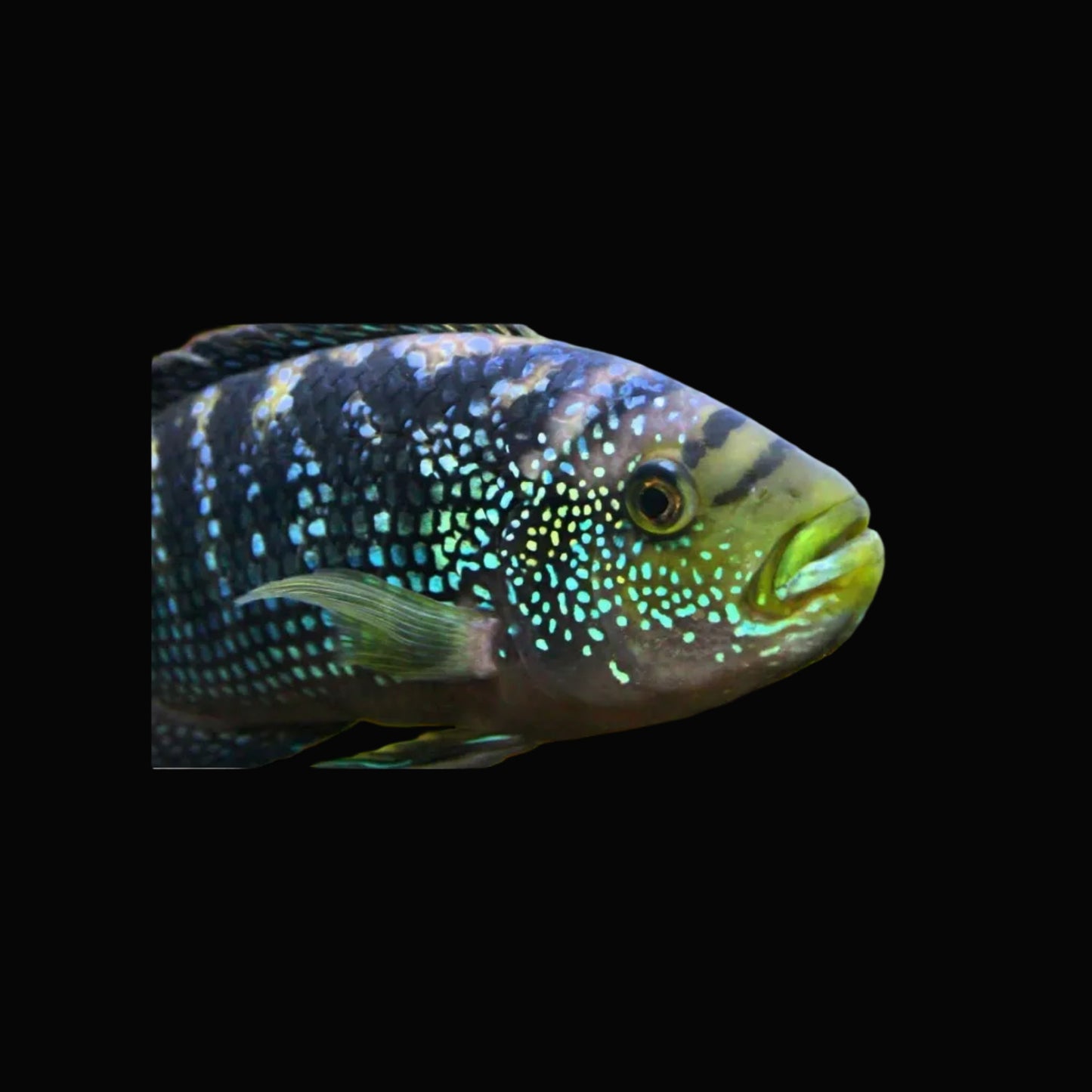 Jack Dempsey cichlid / Rocio octofasciata 4"