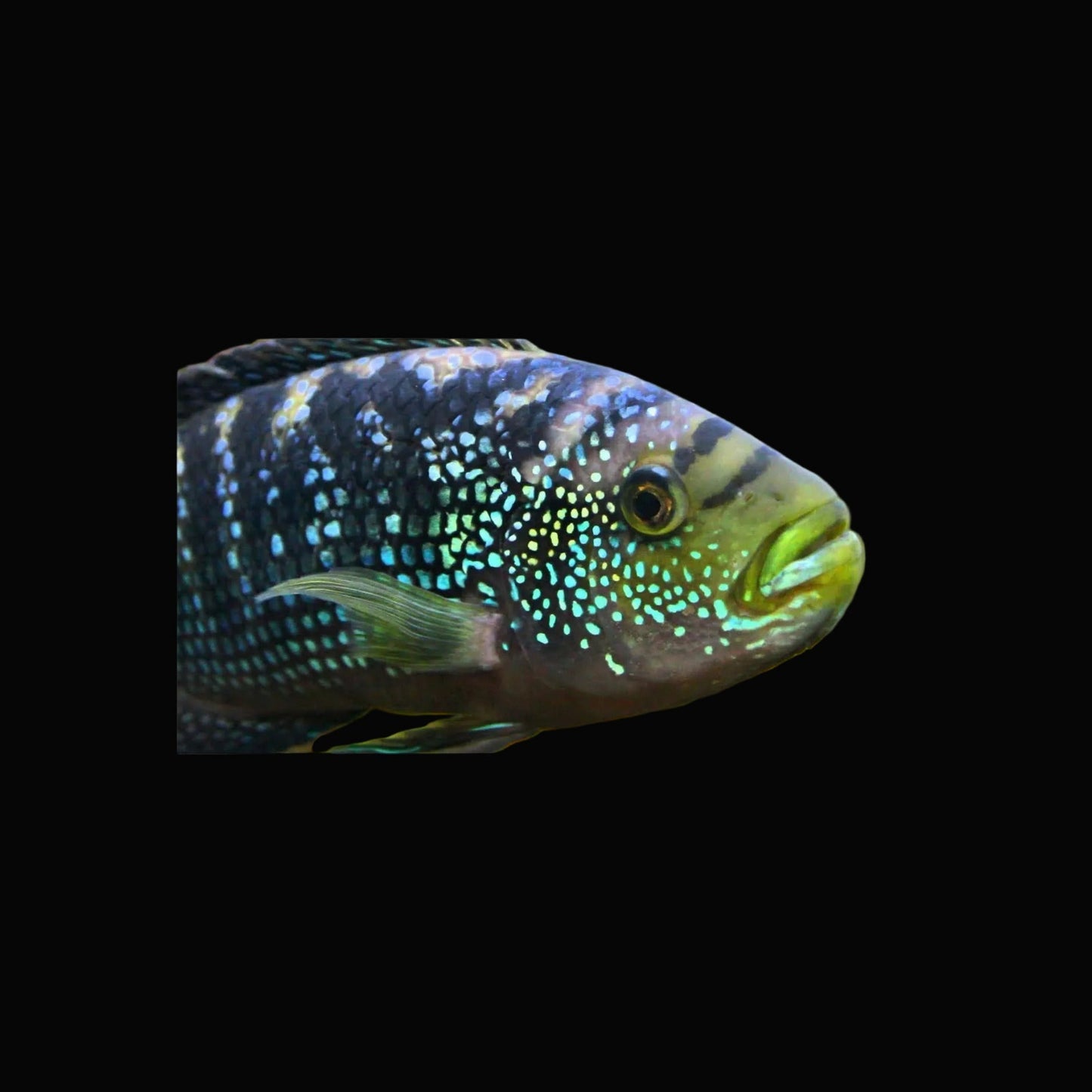 Jack Dempsey cichlid / Rocio octofasciata 2"