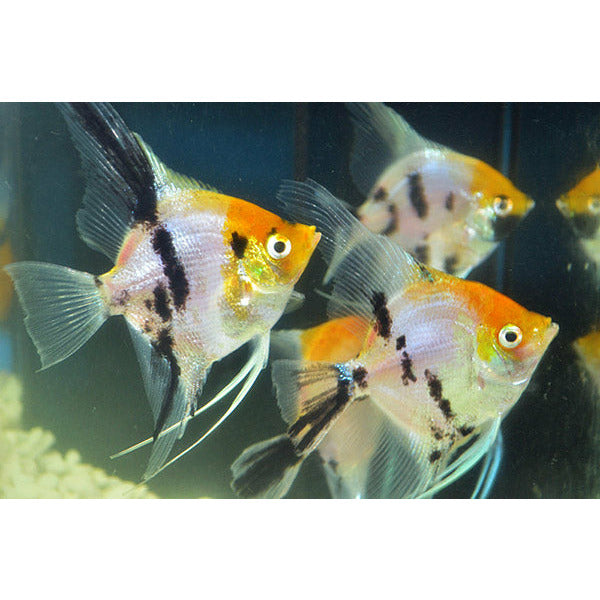 Red Koi Ghost Angelfish L