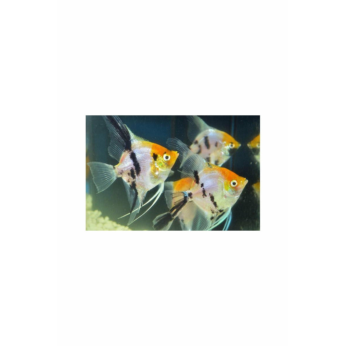 Koi Ghost Angelfish Medium Large Veil Tail