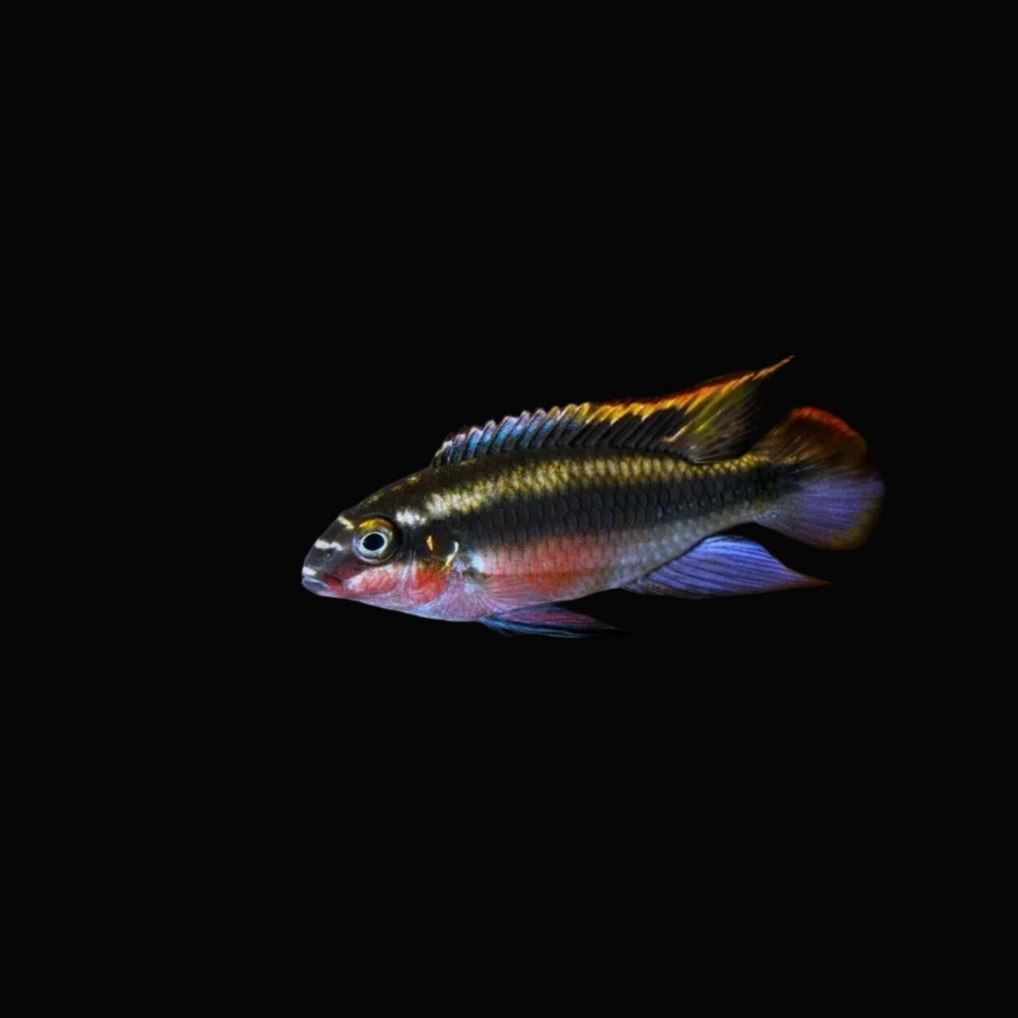Kribensis 5cm