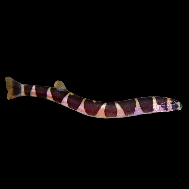 Kuhli Loach