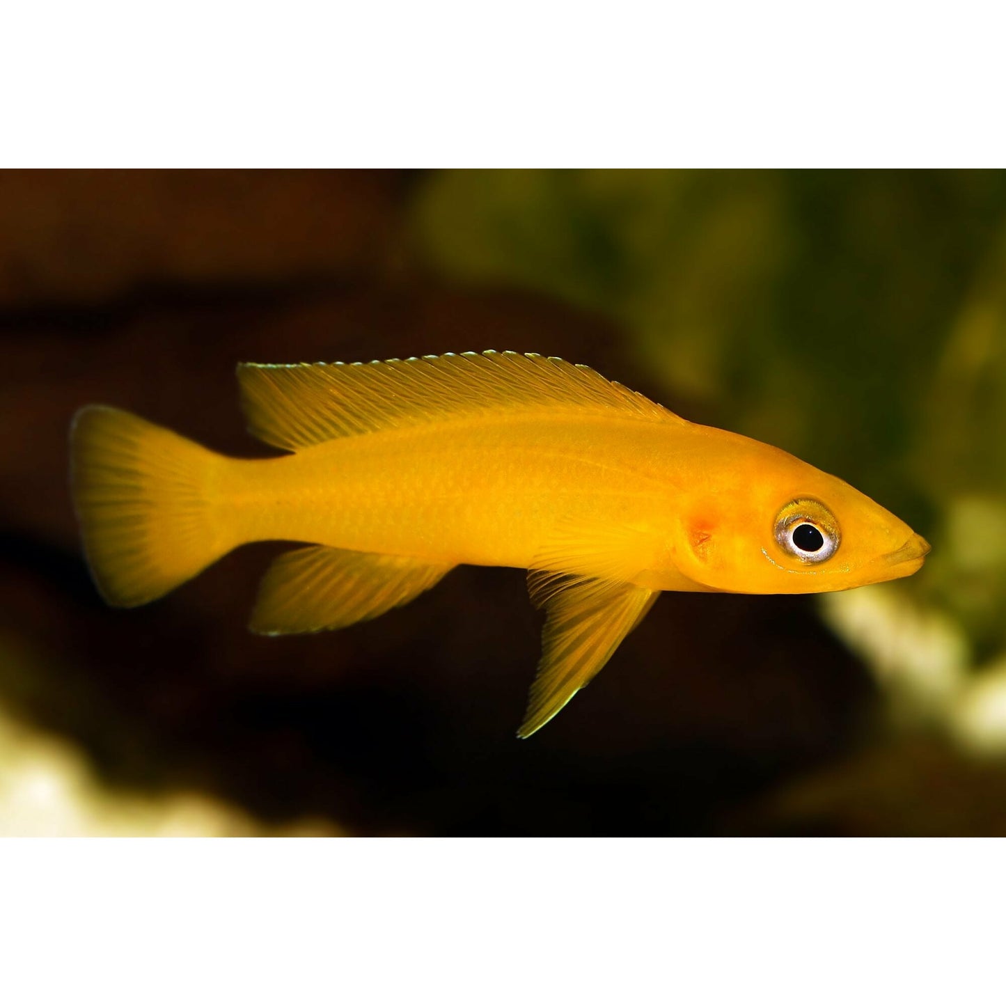 Yellow Leleupi 2inch