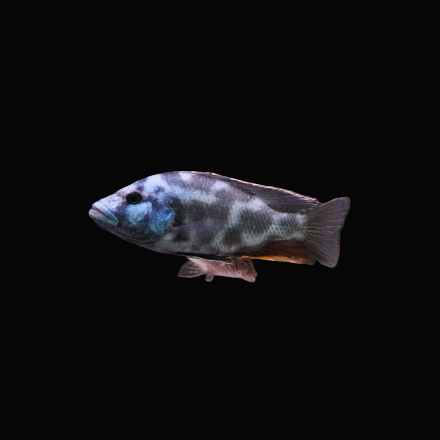 Livingstonii Cichlid 2.5-3"