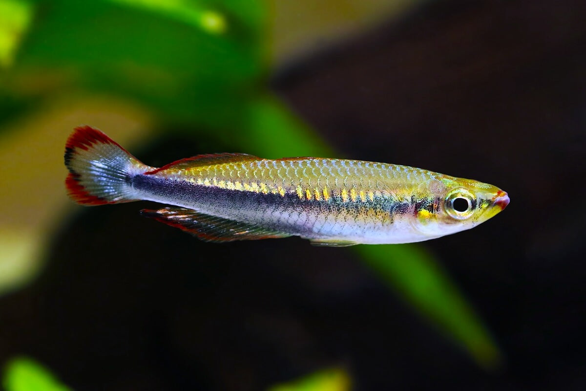 Madagascar Rainbow XXL