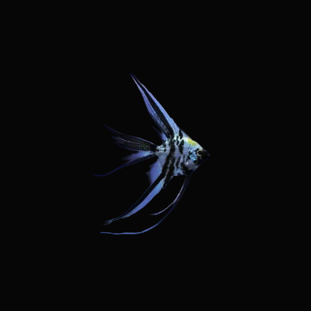 Super Veil Tail Marble Angel Medium