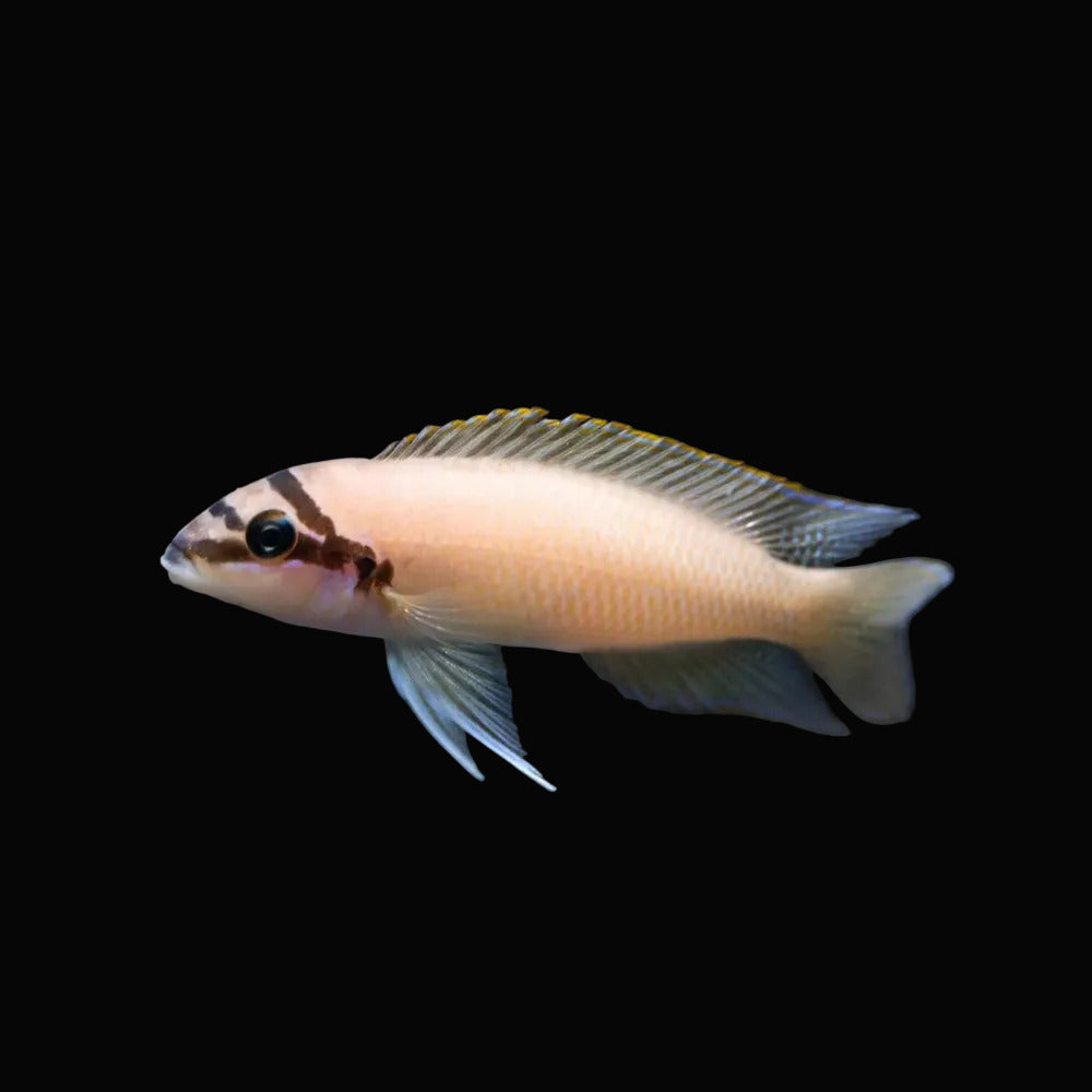 Masked Brichardi 4cm