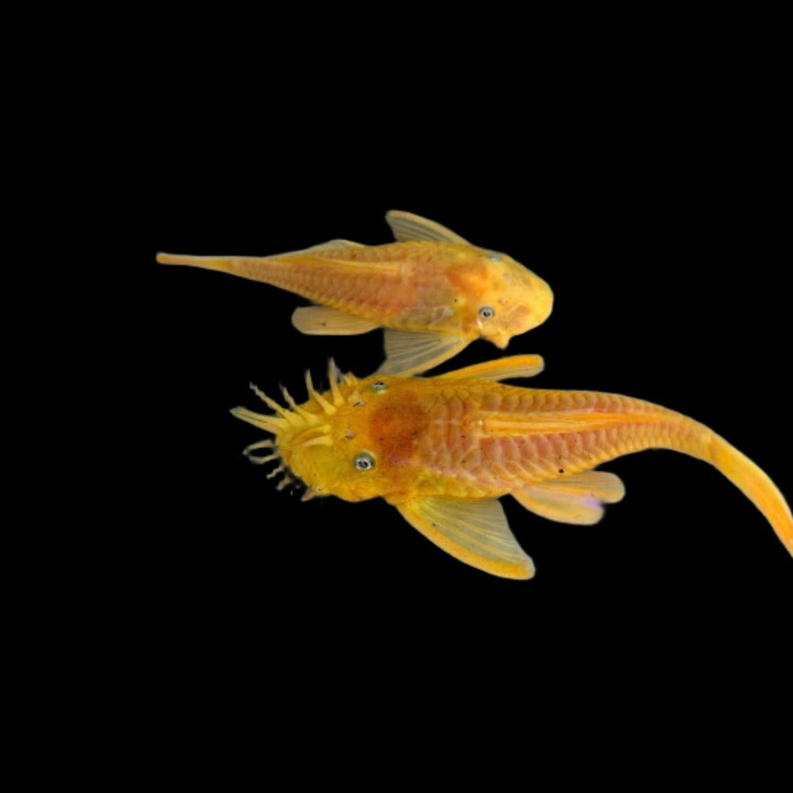 Albino Bristlenose - Algae Eating Fish 1"