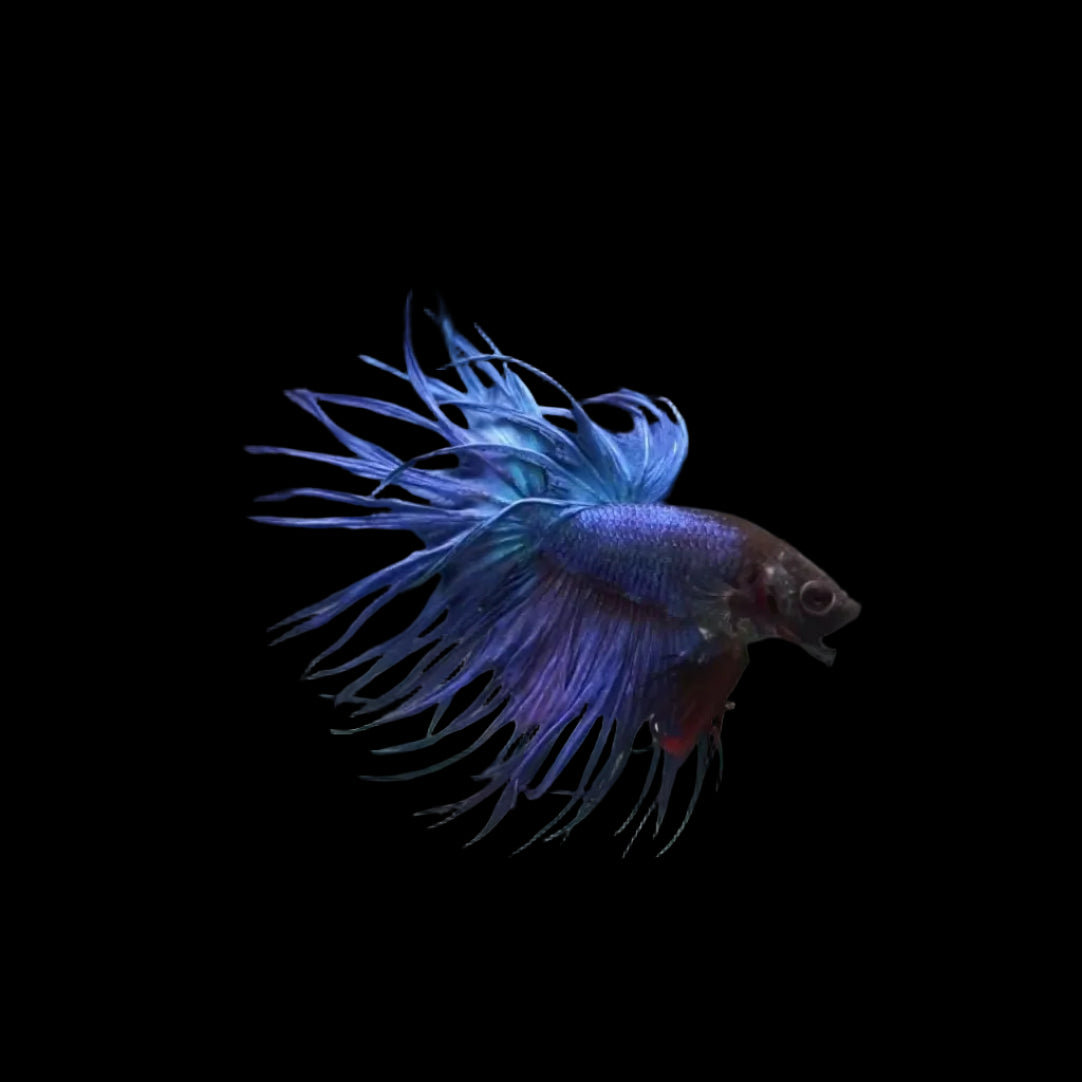 Import Crowntail Betta