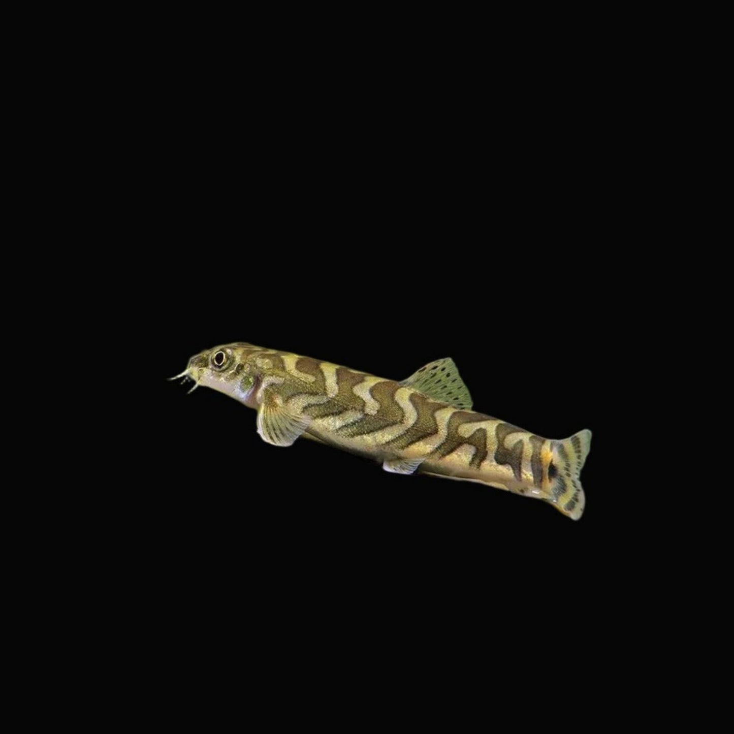 Triangularis loach