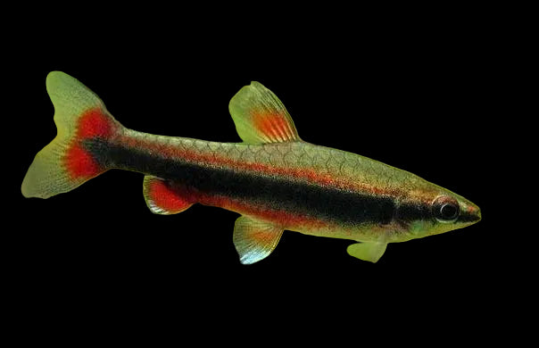 Red Beckfordi Pencilfish
